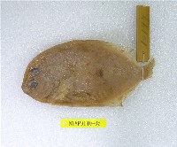 藏品(豹紋鮃)的圖片